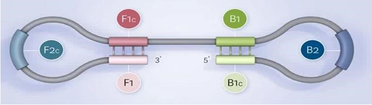 quá trình nhân bản DNA theo công nghệ LAMP